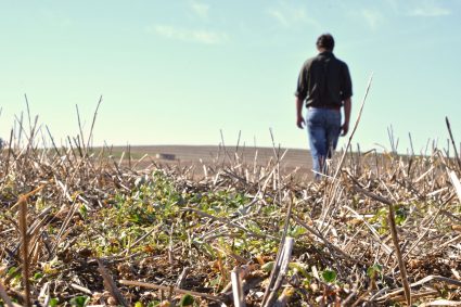 Farmer walking away from harvested, dried out crops